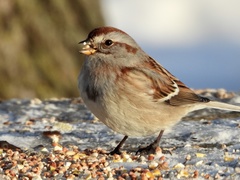American Tree Sparrow photo 6