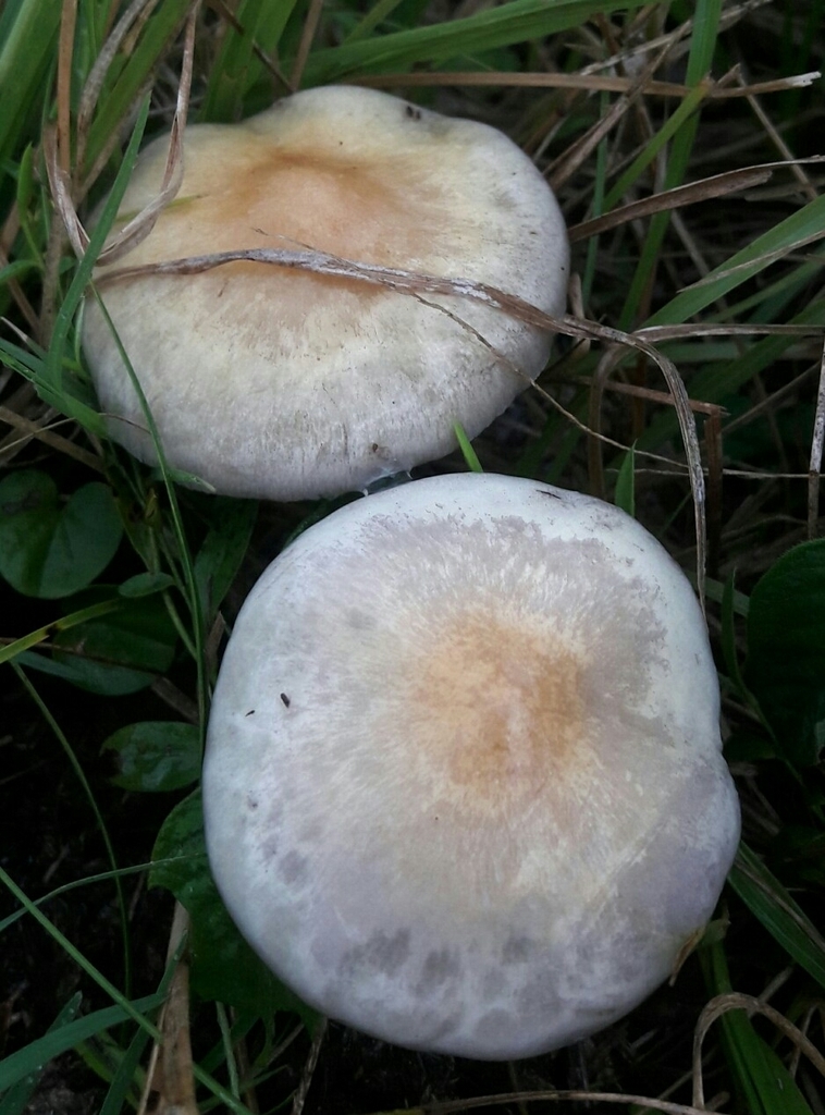 Psilocybe cubensis