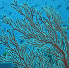 Melithaea ochracea