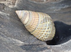 Nassarius perpinguis
