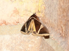 Agamana conjungens
