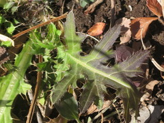 Cirsium maackii