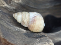 Nassarius fossatus