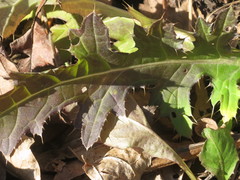 Cirsium maackii
