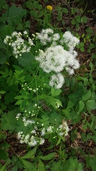 Thalictrum aquilegiifolium sibiricum