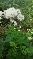 Thalictrum aquilegiifolium sibiricum