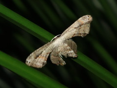 Phazaca leucocephala