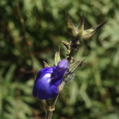 Salvia laevis