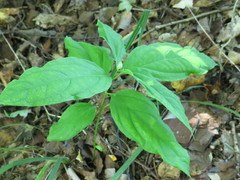 Vincetoxicum ascyrifolium