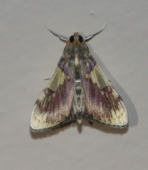 Rehimena cissophora