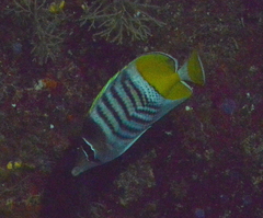 Chaetodon mertensii