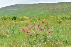 Brunsvigia undulata