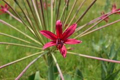 Brunsvigia undulata