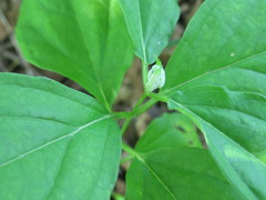 Vincetoxicum ascyrifolium