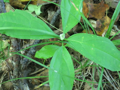 Image of Vincetoxicum acuminatifolium by (c) Repina Tatyana, some rights reserved (CC BY)