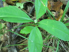 Vincetoxicum ascyrifolium