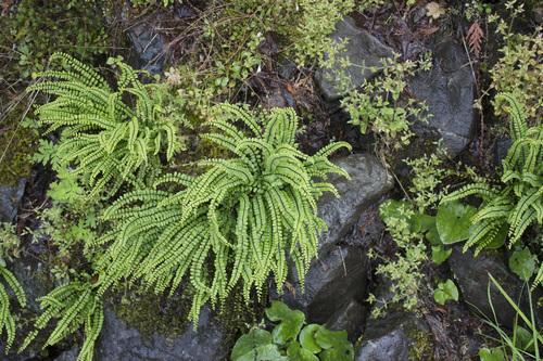 Asplenium trichomanes