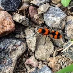 Dasymutilla munifica