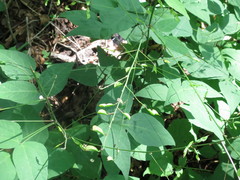 Hylodesmum podocarpum oxyphyllum