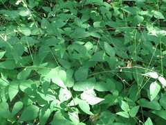 Hylodesmum podocarpum oxyphyllum