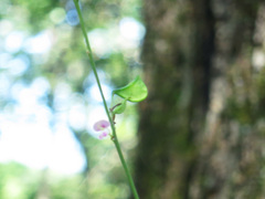 Hylodesmum podocarpum oxyphyllum