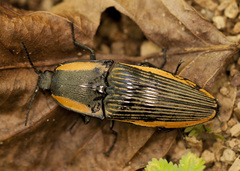 Chalcolepidius bomplandii