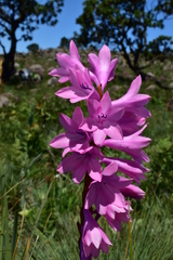Watsonia lepida
