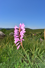 Watsonia lepida