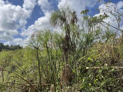 Cyperus giganteus