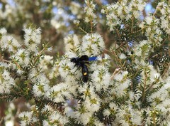 Laeviscolia frontalis