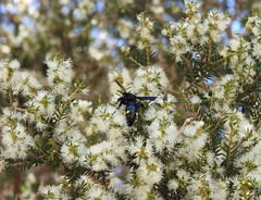 Laeviscolia frontalis