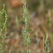 Chenopodium pratericola - Photo (c) Samuel Brinker, alguns direitos reservados (CC BY-NC), uploaded by Samuel Brinker