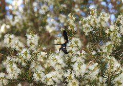 Laeviscolia frontalis