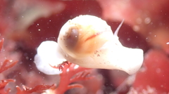 Cryptonatica aleutica