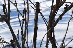 Eleutherococcus sessiliflorus