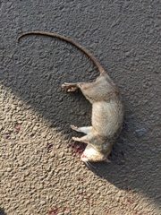Cricetomys gambianus