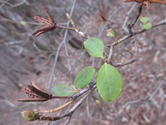 Rhododendron mucronulatum