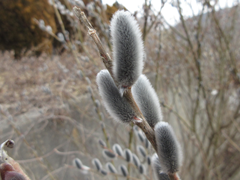 Salix gracilistyla