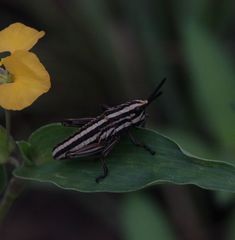 Dictyophorus griseus