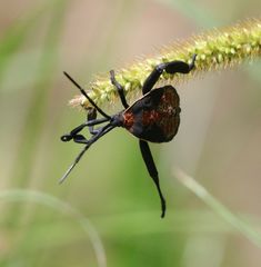 Petascelis remipes