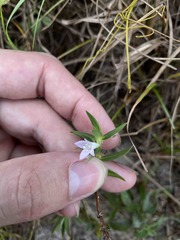 Hexasepalum apiculatum