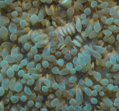 Physogyra lichtensteini