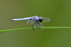 Brachydiplax duivenbodei