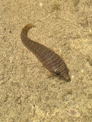 Aspasmogaster tasmaniensis