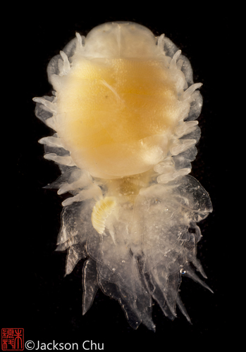 Representative image of Bopyridae