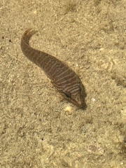 Aspasmogaster tasmaniensis