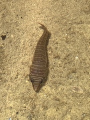 Aspasmogaster tasmaniensis