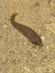 Aspasmogaster tasmaniensis