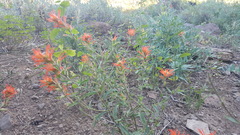Castilleja pruinosa