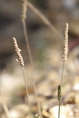 Plantago coronopus coronopus